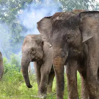 Hari Gajah Sedunia, Tantangan Menjaga Populasi dan Habitat