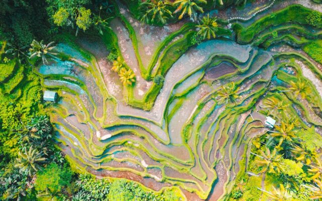 Ilustrasi: Persawahan bertingkat dilihat dari atas